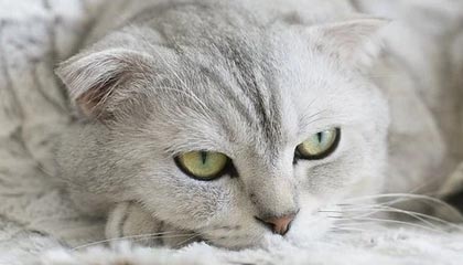 KAIYUNAPP-开云官方直播：把全球好物带到你的客厅